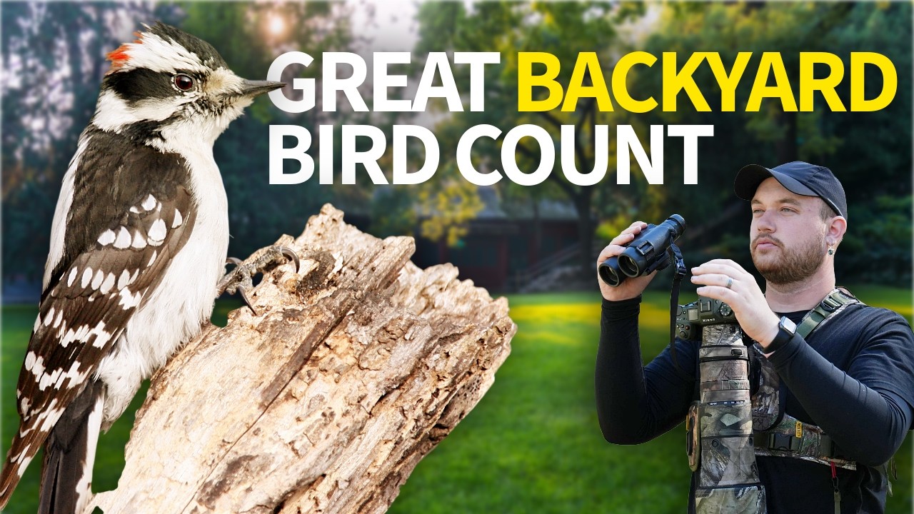I Joined The Great Backyard Bird Count - Here's What Happened
