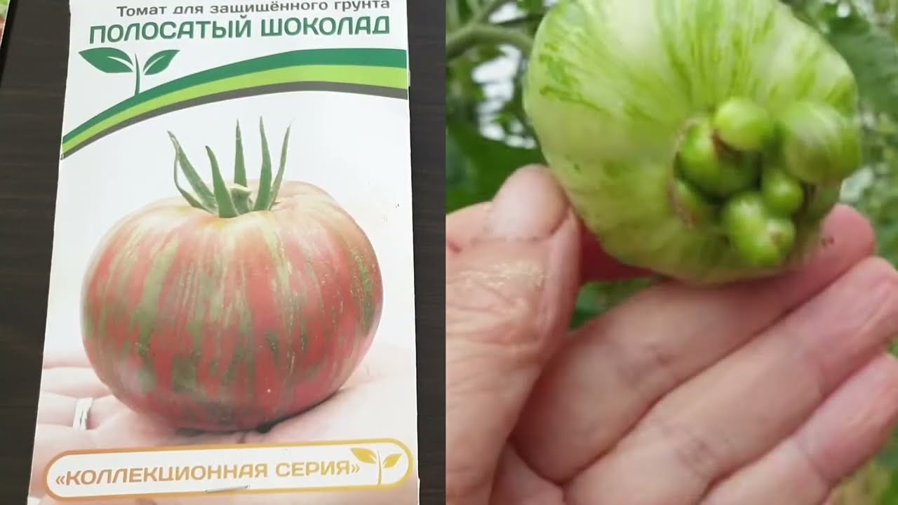 Худшие томаты от известной фирмы. Не попадитесь. Делаем замену.