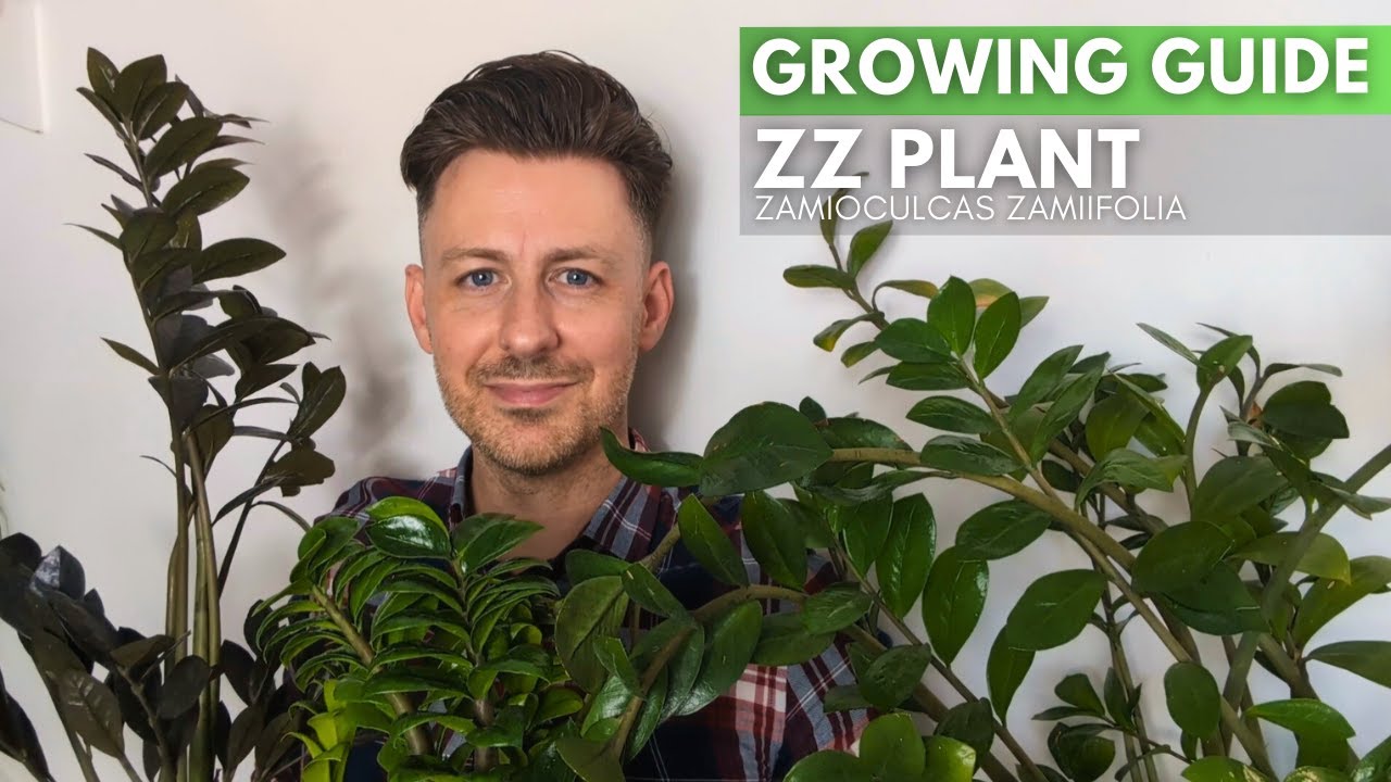 Замиокулькас замиелистный (ZZ Plant) — руководство по уходу и советы по выращиванию