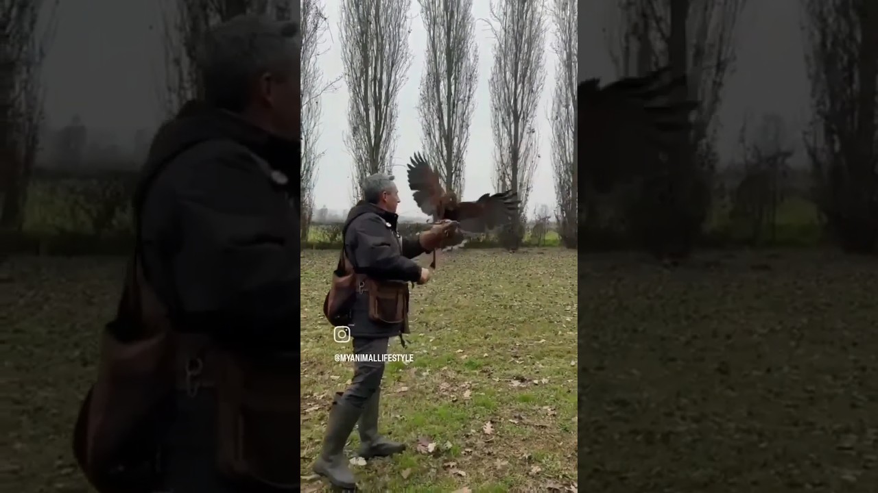 Hawk free Fly #caccia #hunting #wildlife #falconeria #poianadiharris #harrishawk