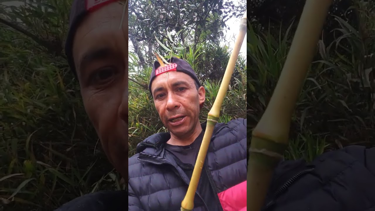 @ mambu andino # ancestral # chusque # flora # fauna# urgente #colombia # Iguaque # bosques # mundo 