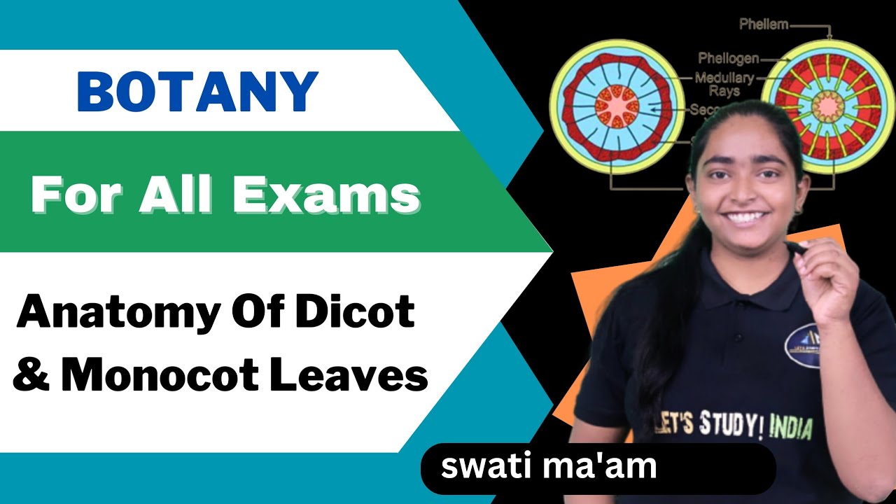Anatomy Of Dicot And Monocot Leaves | .Sc. Botany 2nd Semester | Swati Ma'am |