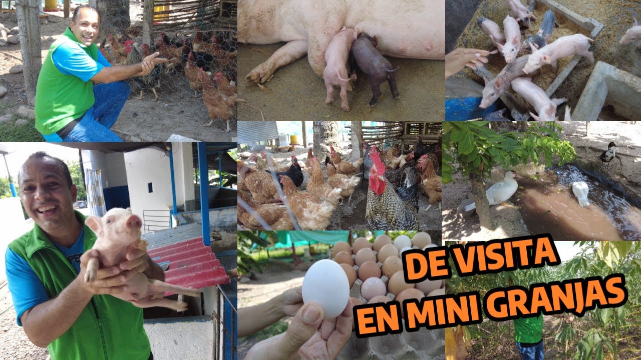 VISITANDO MINI GRANJAS O FINCAS  