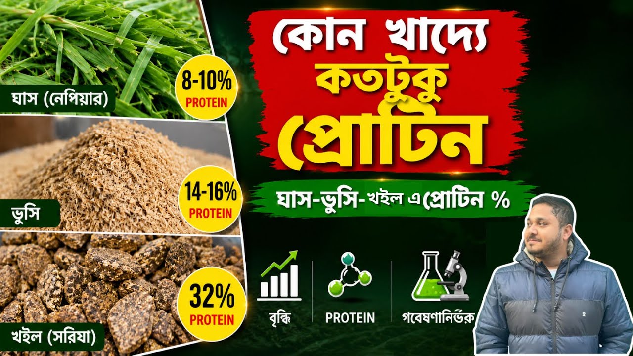 কোন খাদ্যে কতোটুকু প্রোটিন থাকে| বিভিন্ন ঘাস ও দানাদার খাদ্যে প্রোটিন %| ভিডিও-১৪৮|