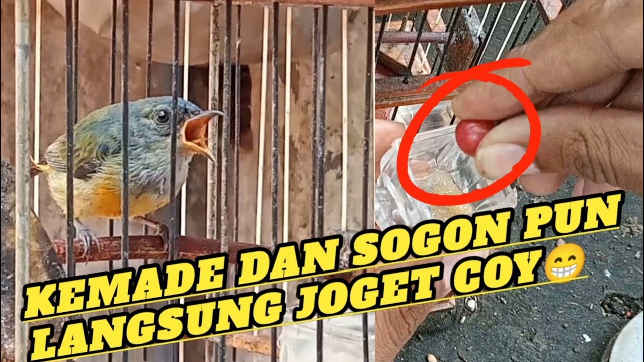 Sumpah‼️Nyesel baru tau racikan pakan ini sekarang👍👍