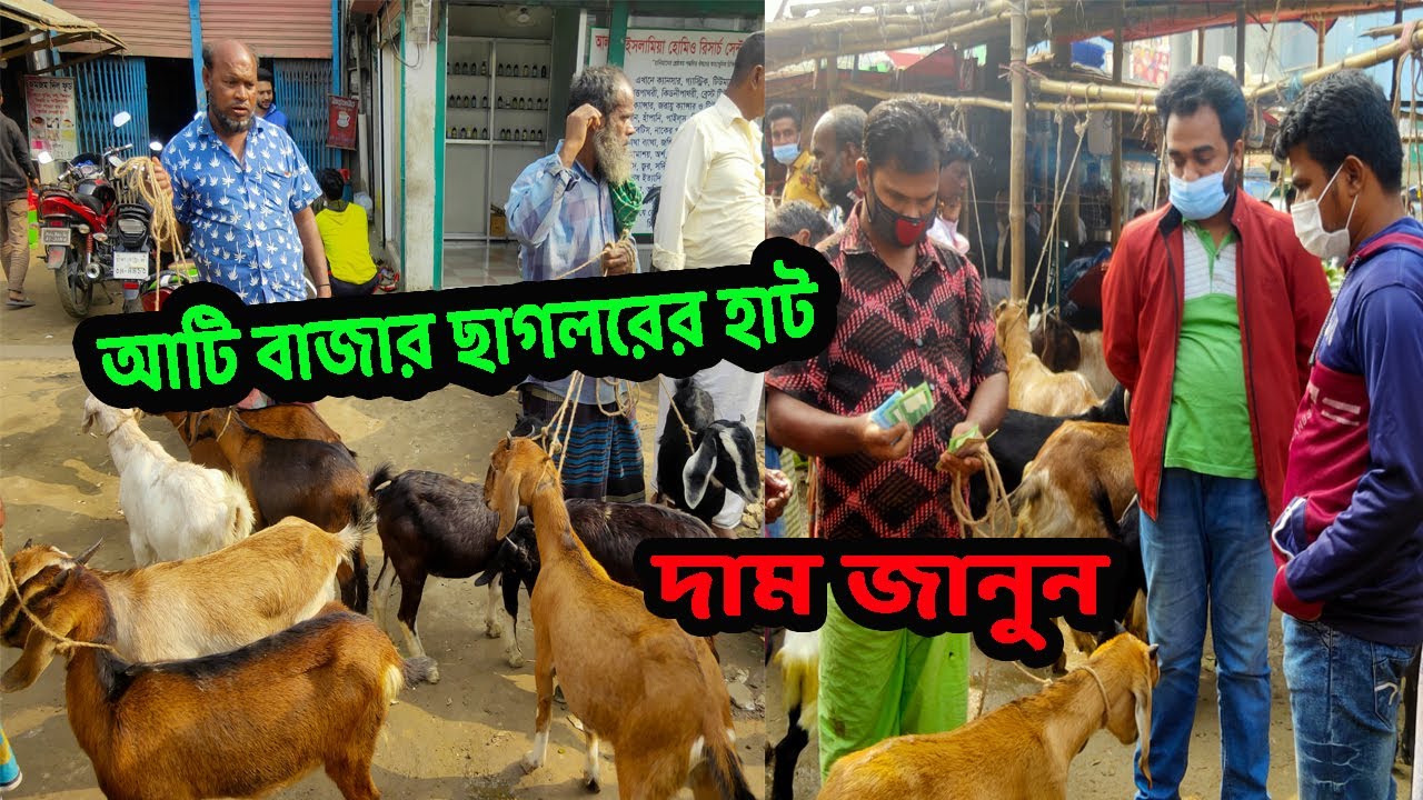 পানির দামে ছাগল | ছাগল ও খাসি  দাম জানুন  আটি বাজার ছাগলের হাট | Ati Bazar Cattle Market