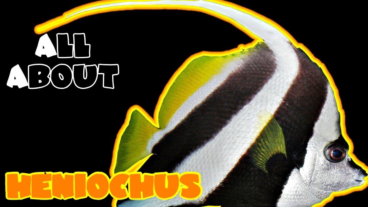 All About The Heniochus Butterfly Fish