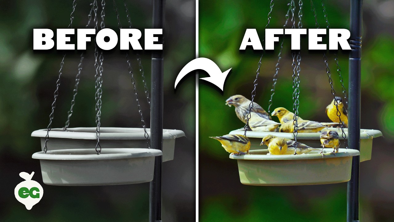 Easy Ways to Attract Birds to Your Garden