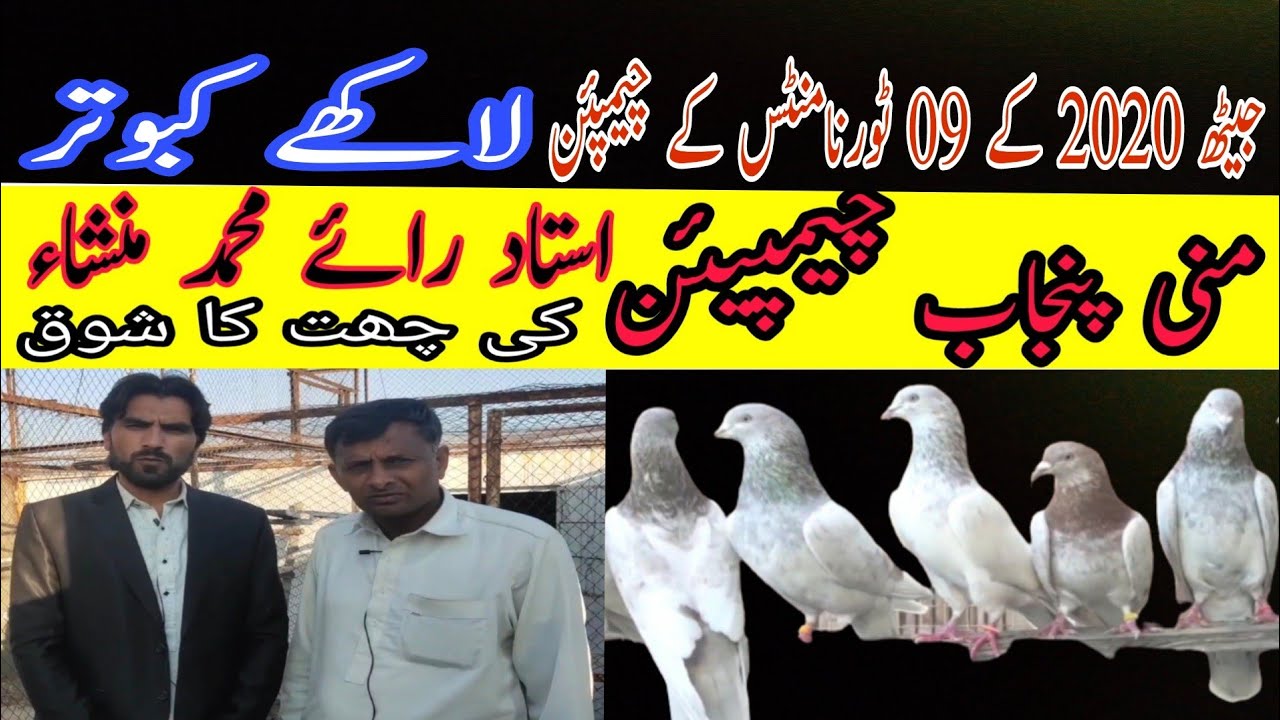 Lakhy Kabootar | Lakha Kabootar | Lakha Breed | Mini Pujnab Champion Rai M.Mansha | Pakistani Pigeon