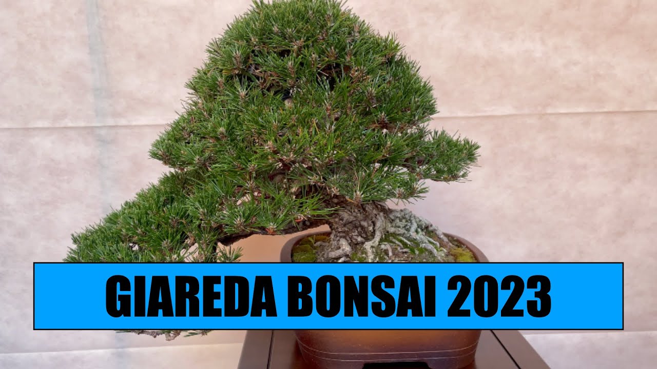 GIAREDA BONSAI 2023 - Mostra bonsai a Reggio Emilia