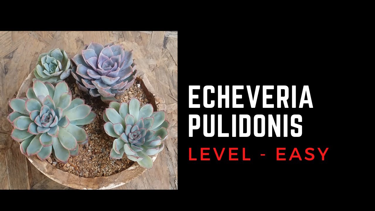 || ECHEVERIA PULIDONIS || CARE TIPS ||