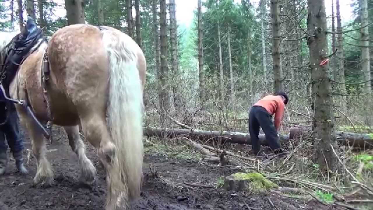 Apprentissage du débardage à cheval