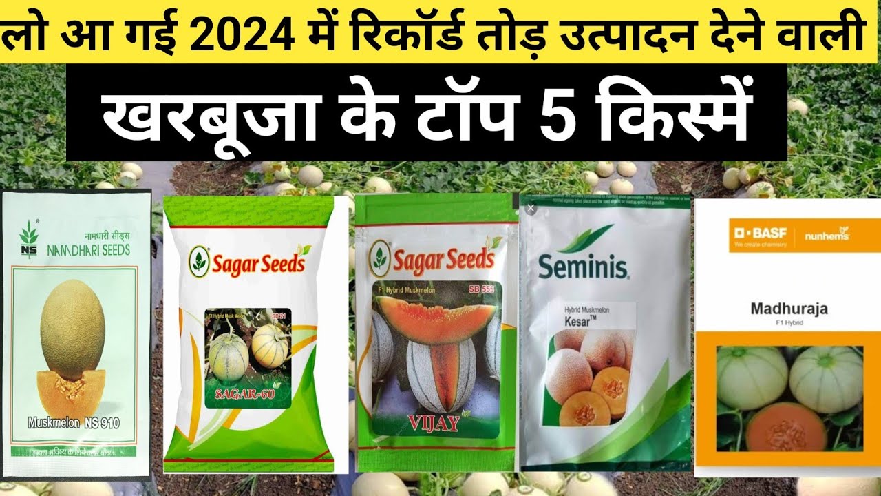 खरबूजा के टॉप 5 किस्में | खरबूजा की 5 बेस्ट हाइब्रिड सीड्स  |  kharbuja ki kheti | muskmelon farming