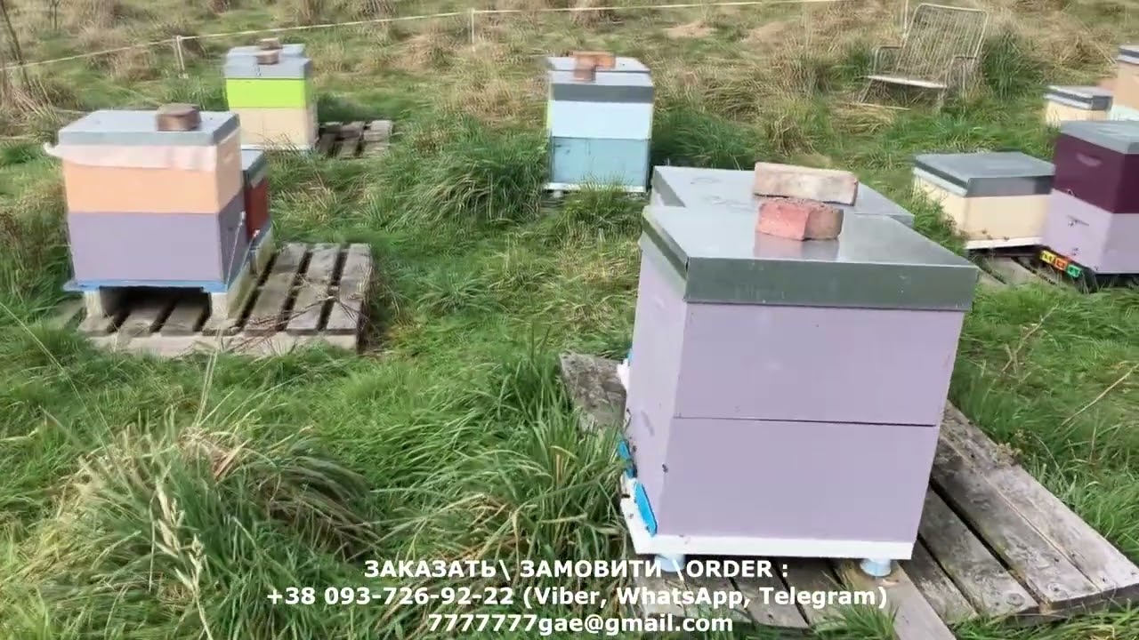 Пчеловодство в Новой Зеланди, распечатка сот, культиватор Кузина часть 1