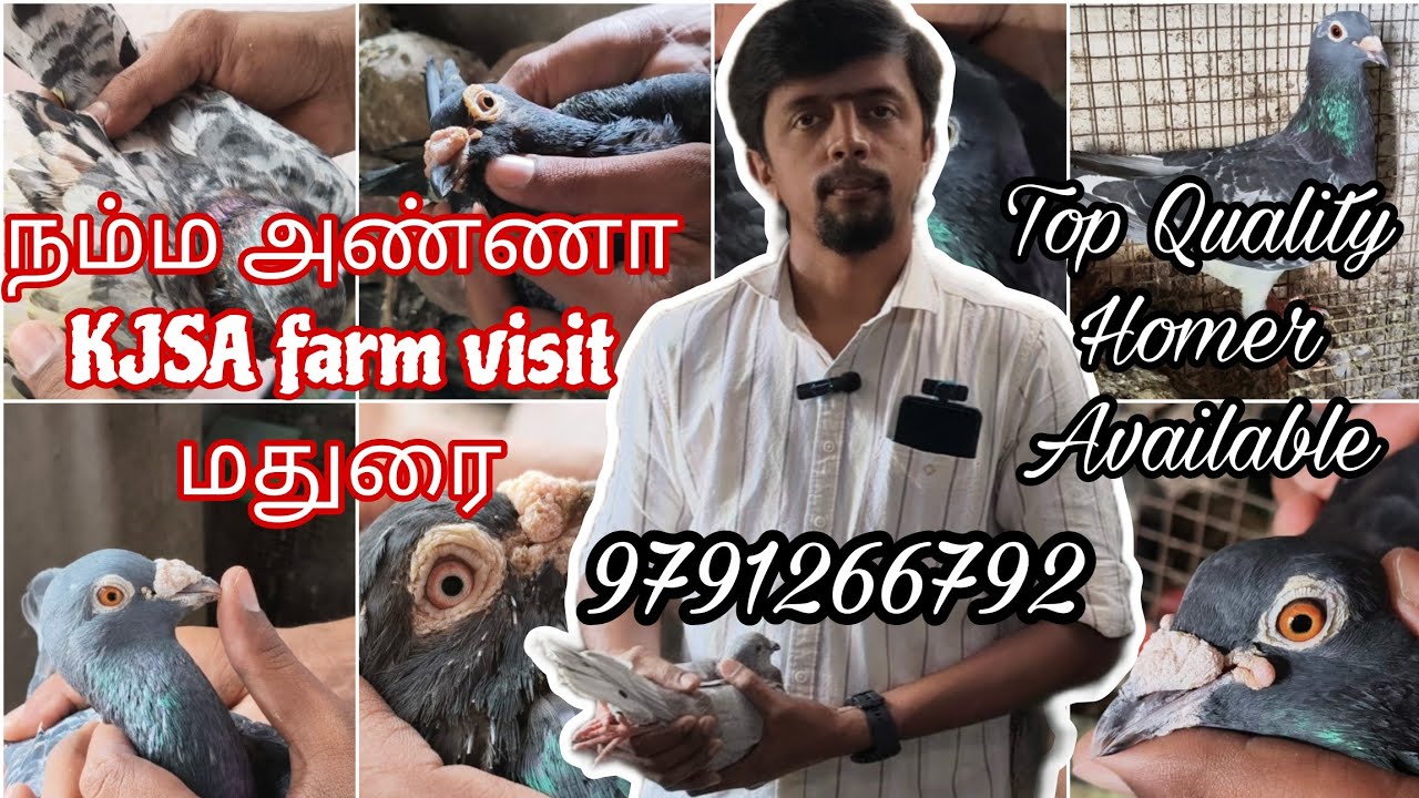 மதுரை ✨/ KJSA Farm visit😍 / Top lineage homer pigeons available💯 / Cont No - 9791266792.
