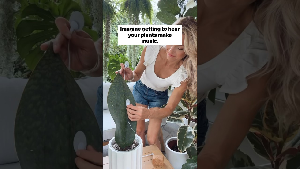 Let&rsquo;s listen to my plant make music! 🎶🪴 #plants