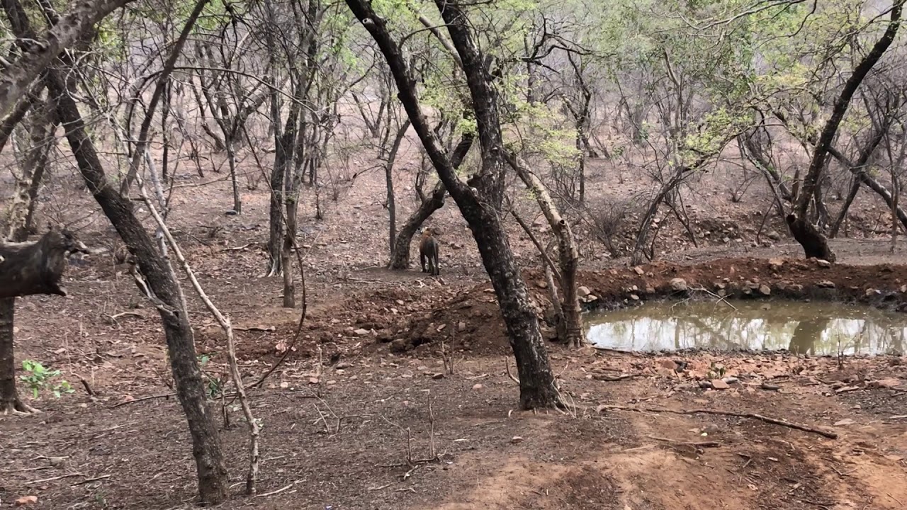 Ranthambhore National Park June 2018-  Tigress T-19 Lightening