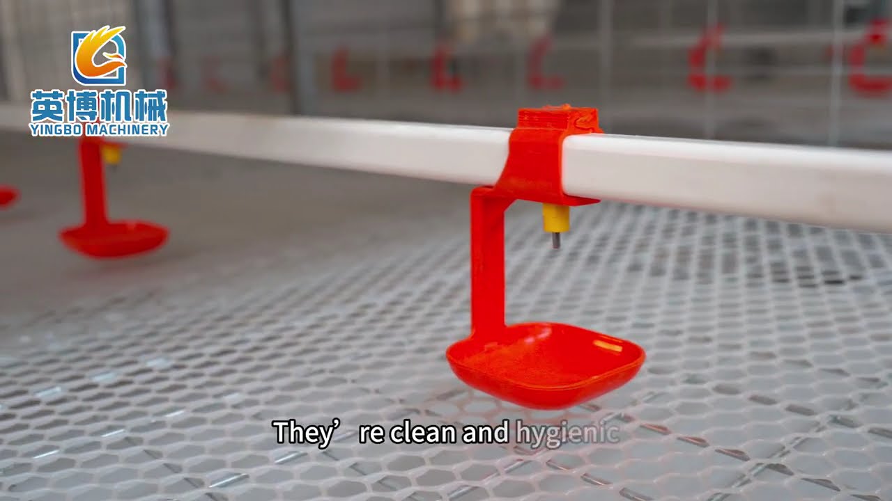 How should 10000 chickens be raised?#chickencage #farming #freerangechickens #poultryequipment