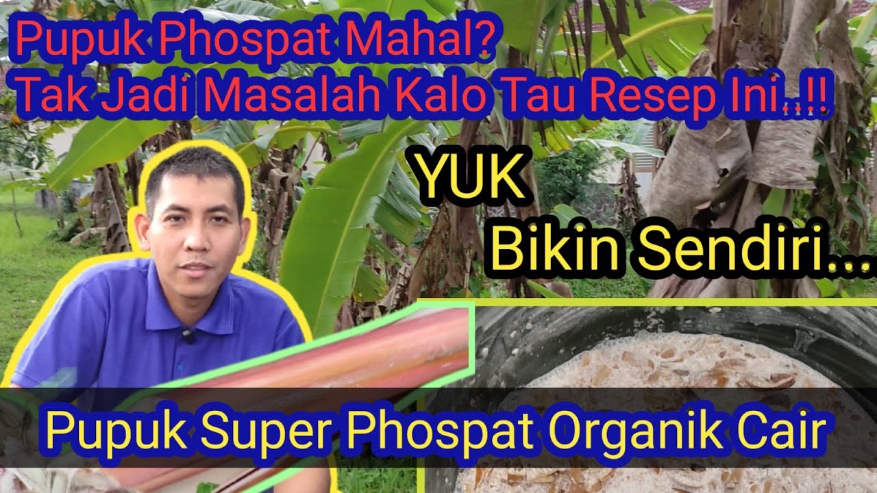 Cara Mudah dan Murah Membuat Pupuk Super Phospat Organik Cair dari Gedebog Pisang