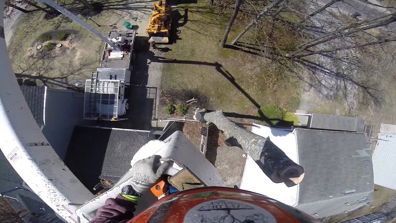 Tree Removal With 65ft Bucket Truck