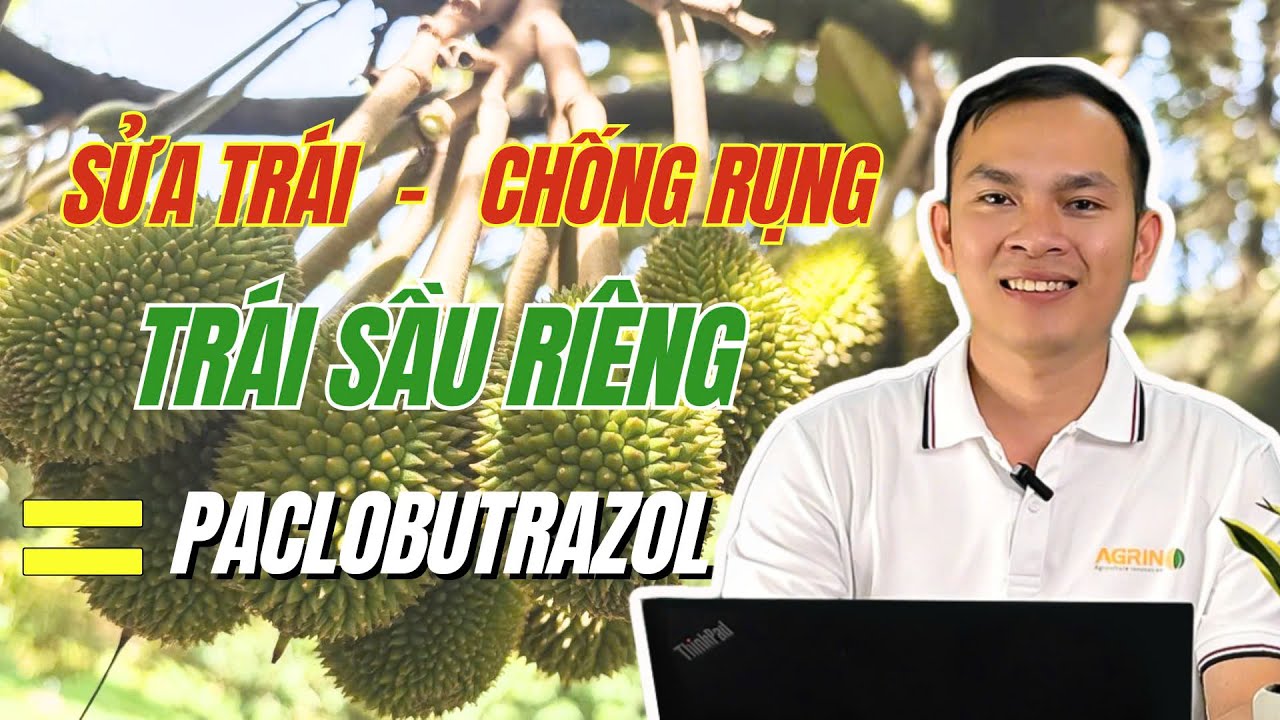 Agrino | Nguyên lý SỬA TRÁI, CHỐNG RỤNG TRÁI SẦU RIÊNG bằng PACLOBUTRAZOL