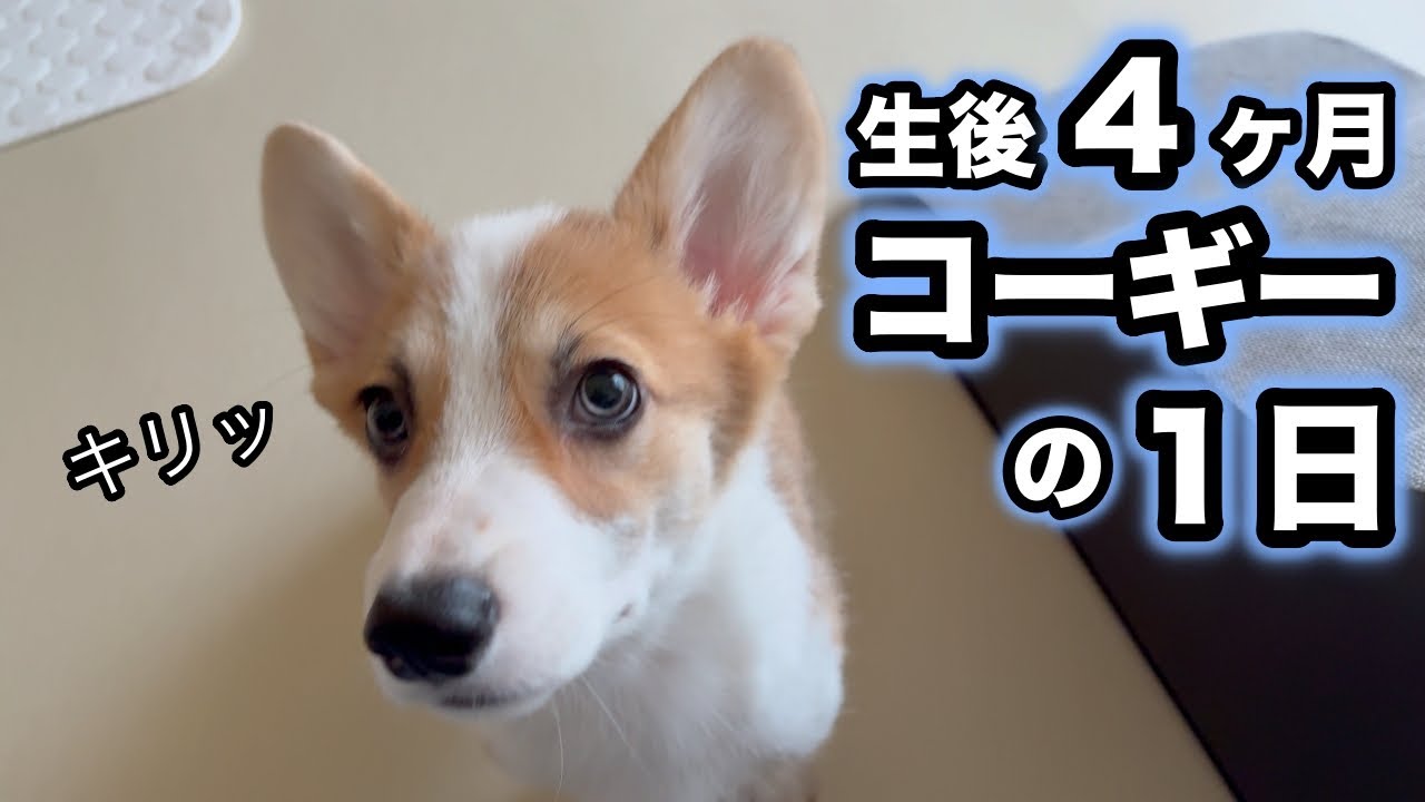 生後４ヶ月を迎えたコーギーの子犬レンくんの１日に密着