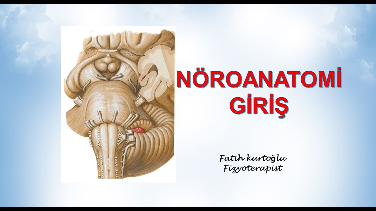GİRİŞ | Nöroanatomi Konu Anlatımı -1 #fizyoterapist #anatomi