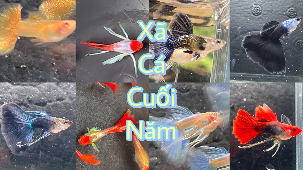 Xã Cá Cuối Năm Tất Cả Dòng Cá Guppy Rẻ #minhngoguppy 
