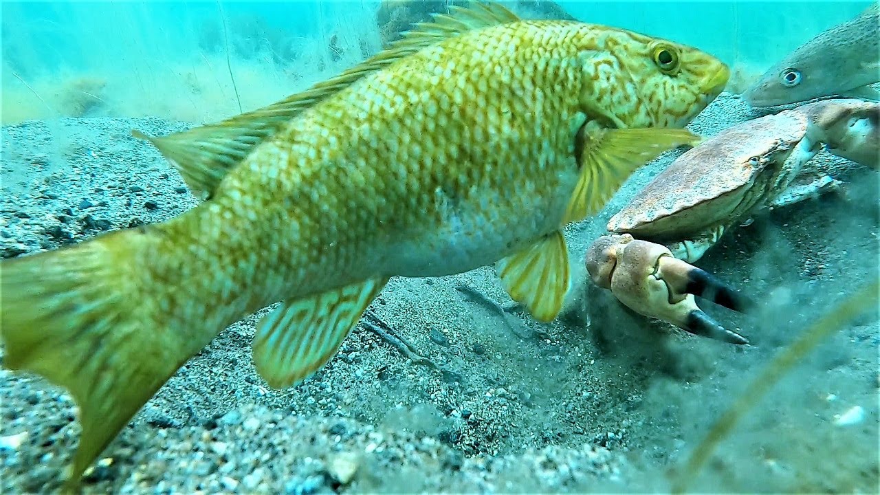 Spearfishing Norway, June 2023