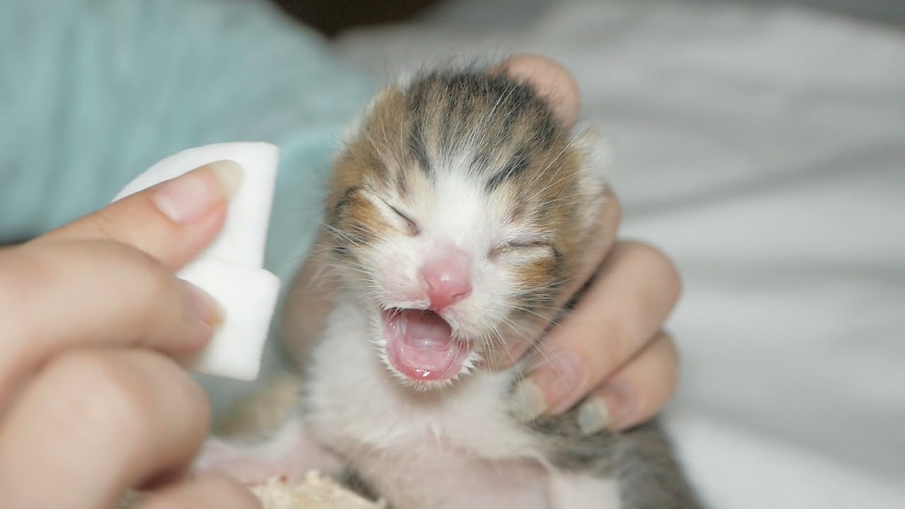 Two Baby Kittens That Were Left To Die In The Dumpster | Two Months Later