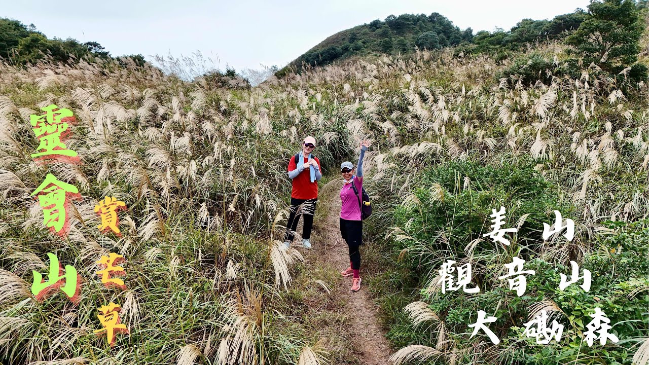 靈會山賞芒草｜姜山｜觀音山｜同程加映大磡森⛰️一條唔會再行第二次之絕交路徑 [4K] #112