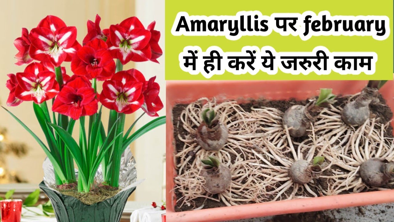 Amaryllis Lily Plant February Care to boost the plant for bumper Flowering/Fertilizer/Bulb Repotting