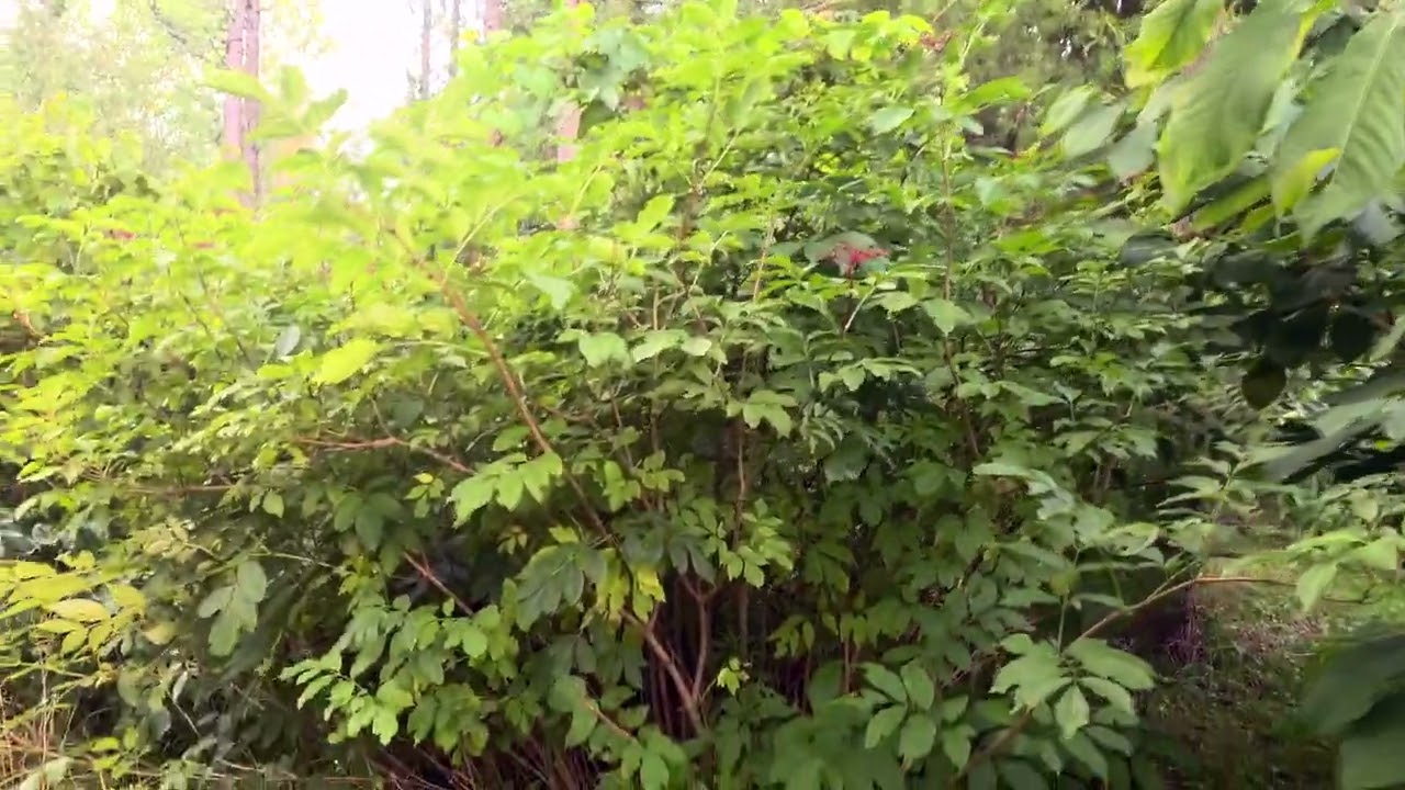 Food Forest Guild - Black Walnut Example