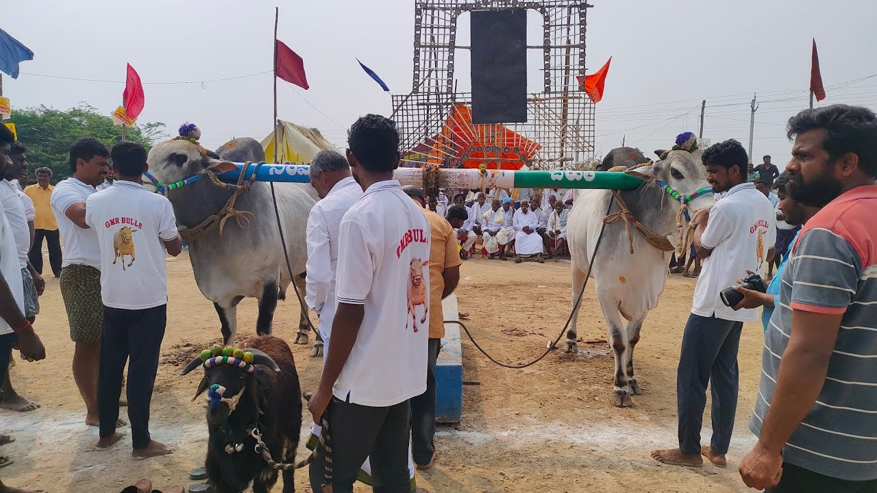 మొర్జంపాడు న్యూ కేటగిరీ | 3జత GMR బుల్స్ గుదిబండి మాధవరెడ్డి & సన్స్ గుదిబండి శ్రీనివాసరెడ్డి గారు