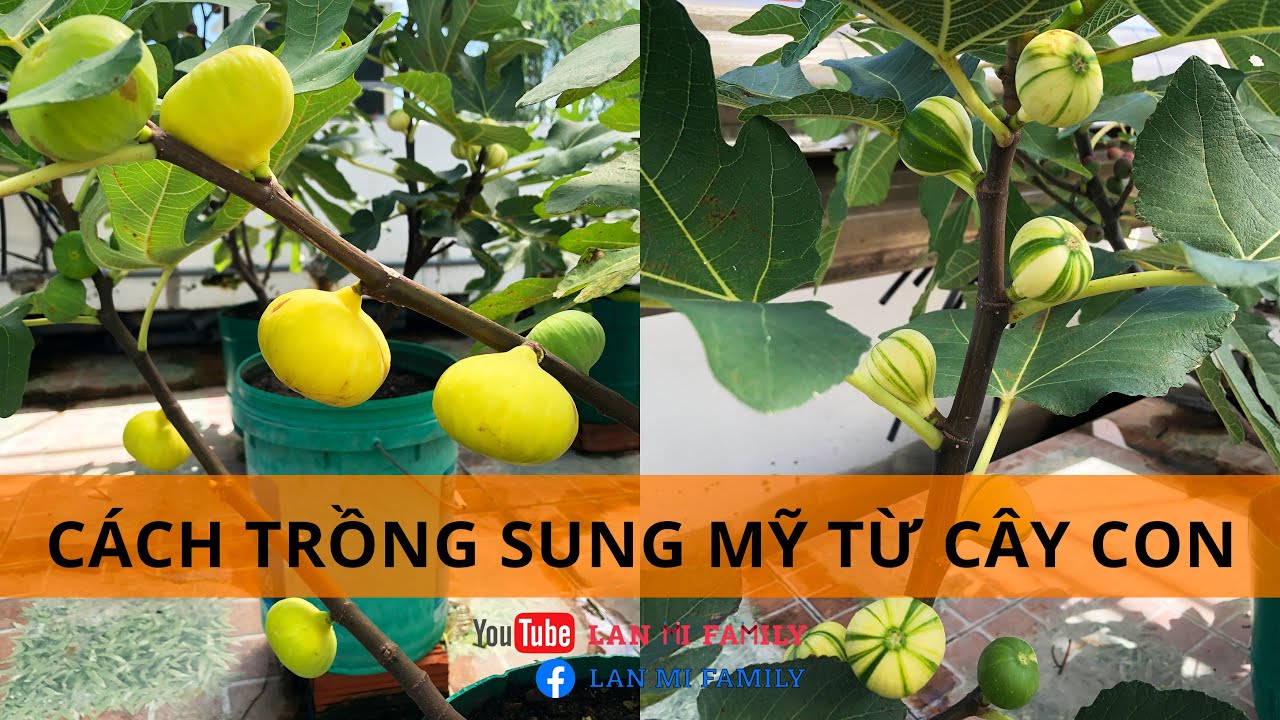 41 || Cách trồng Sung Mỹ từ cành chiết || TOMSAMFAMILY