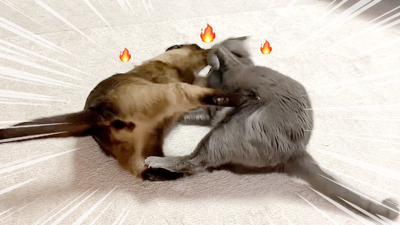 폭군 김봉지를 제압할 수 있는 건 이 고양이 뿐입니다!!