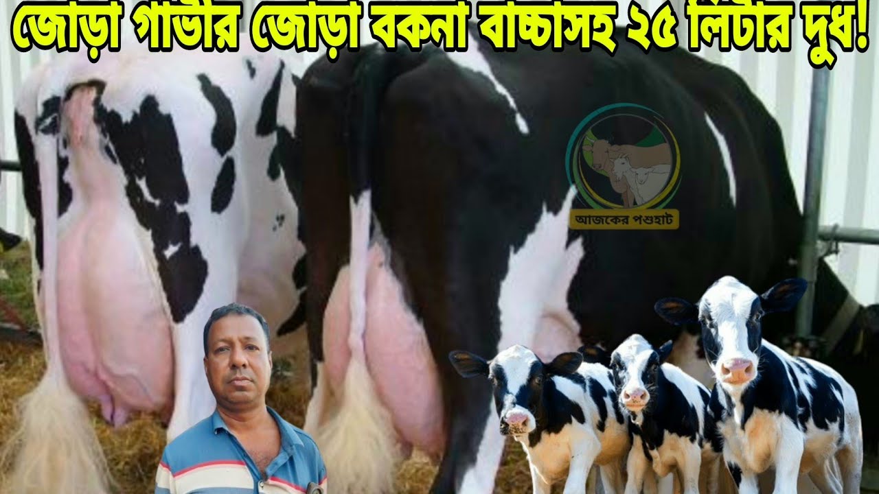 রকিব ভাইয়ের জোড়া বড় বকনা বাচ্চাসহ ২৫ লিটার দুধের গ্যারান্টি দিয়ে গাভী বিক্রি! কম হলে টাকা ফেরত ।