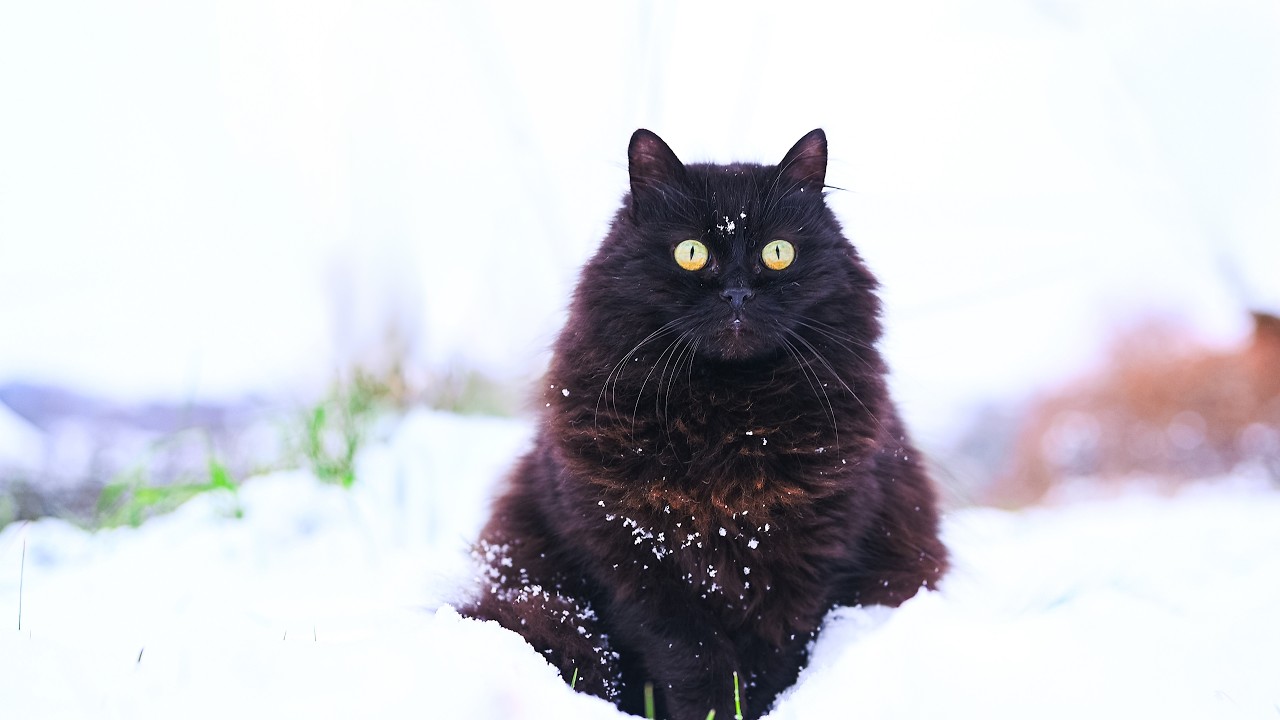 Snow Fell Overnight… Petit Was Amazed | No AI, No Music