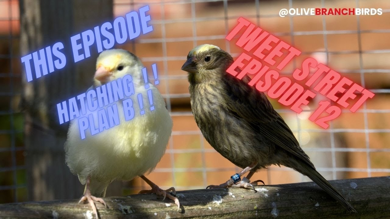 Tweet Street ep12 - Lizard Canary Keeping.