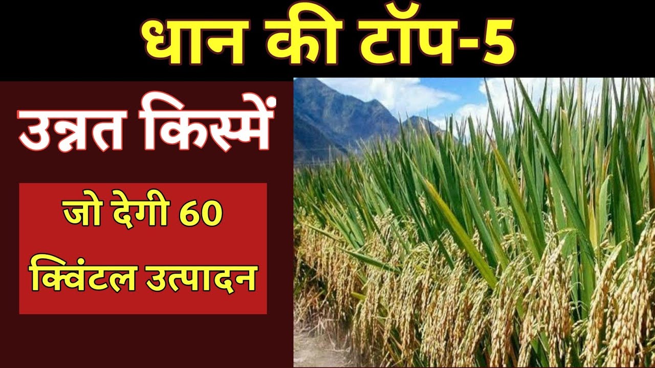 धान की टॉप 5 वैरायटी | Top Hybrid Dhan Ki Variety | dhaan ki variety