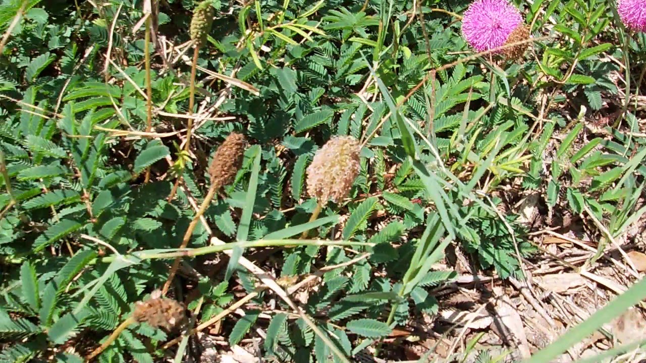 Sunshine Mimosa