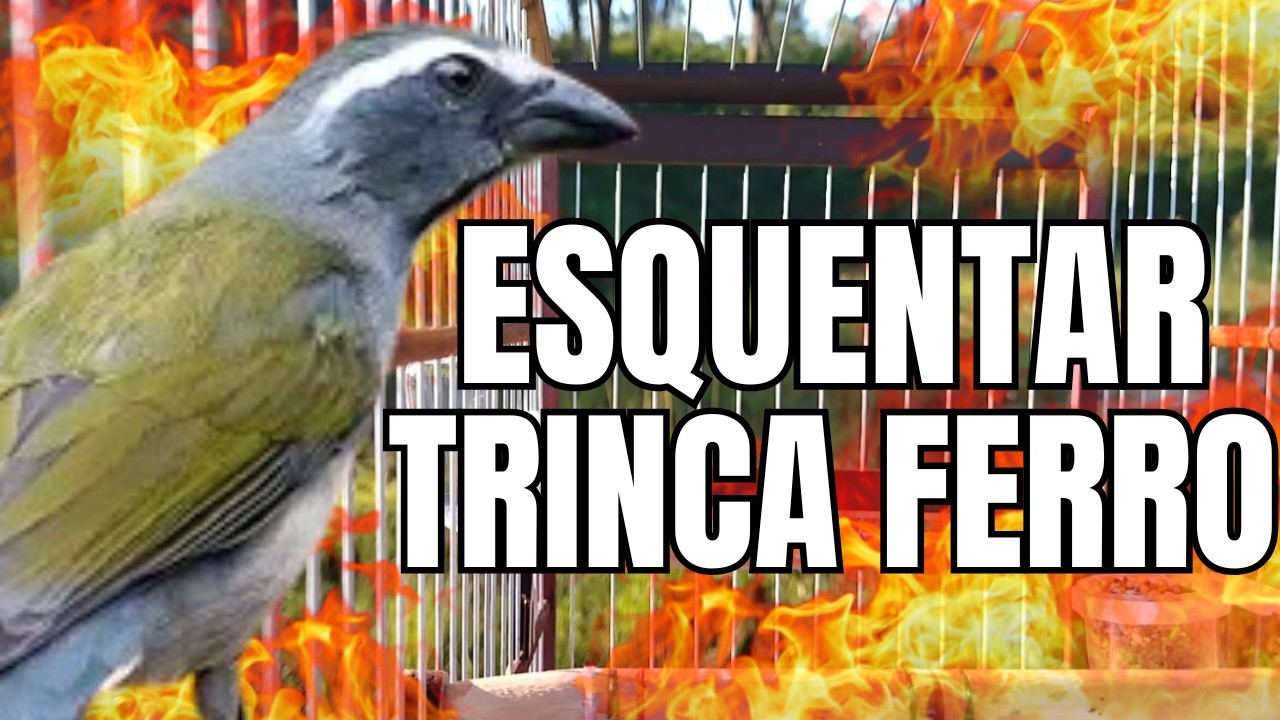 DESTRAVA TRINCA FERRO FRIO COM TRINCA FERRO CANTANDO PARA ESQUENTAR TRINCA FERRO FRIO