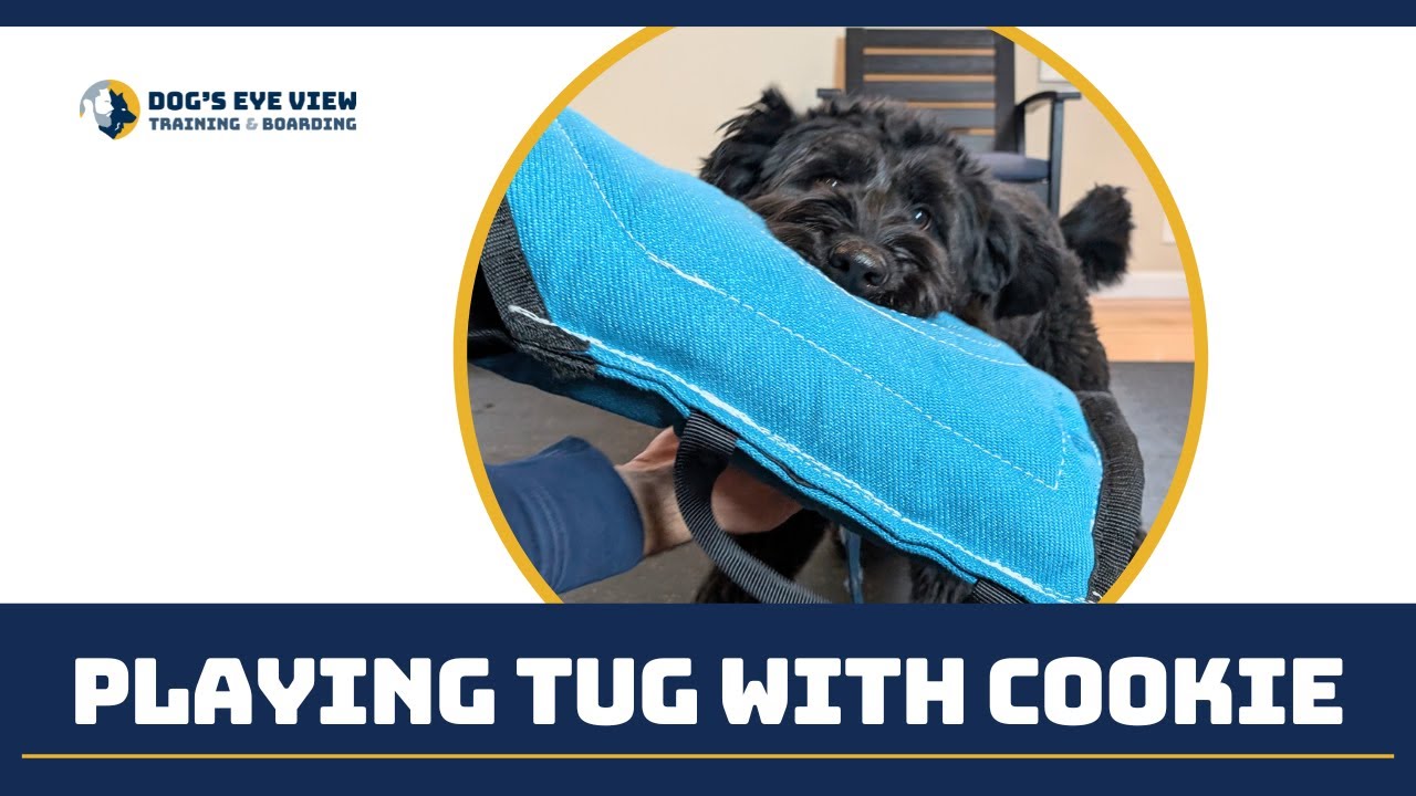 Biological Fulfillment & Reactive Dogs - Playing Tug with Cookie