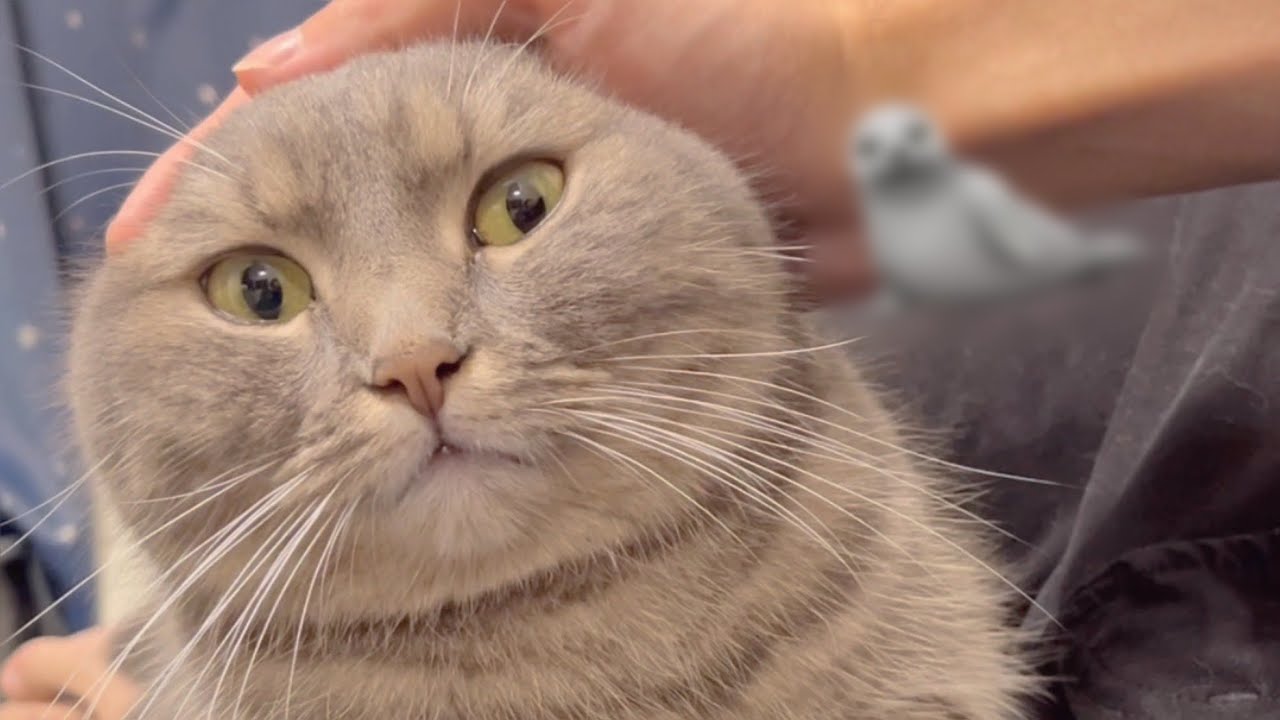 お姉ちゃんに拒否られる子猫とイタズラされてしまう短足猫が可愛すぎた(笑)
