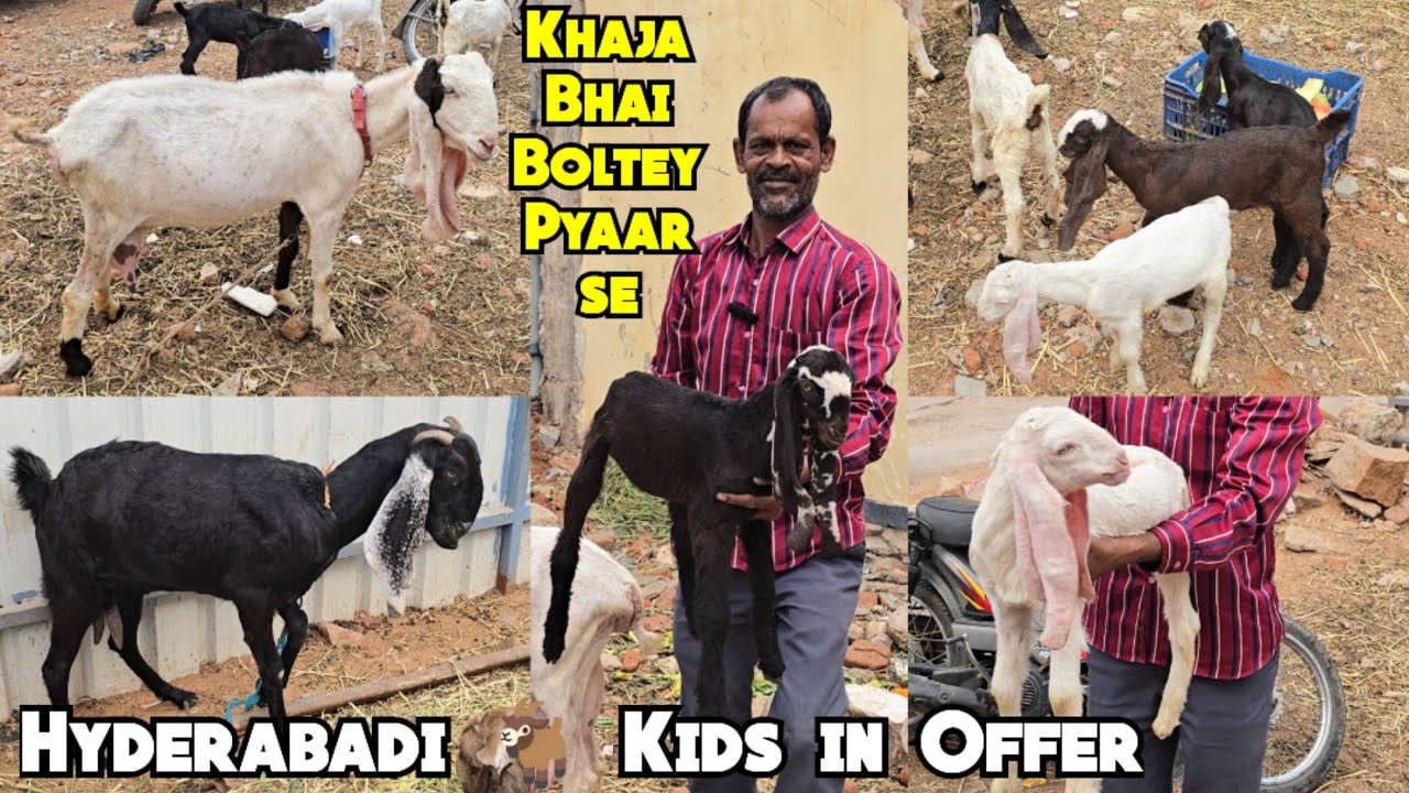 Chance Ke Hyderabadi Bachche Aur Bakre Bakriya Available in RiyasathNagar Khaja Bhai | Hyderabad 
