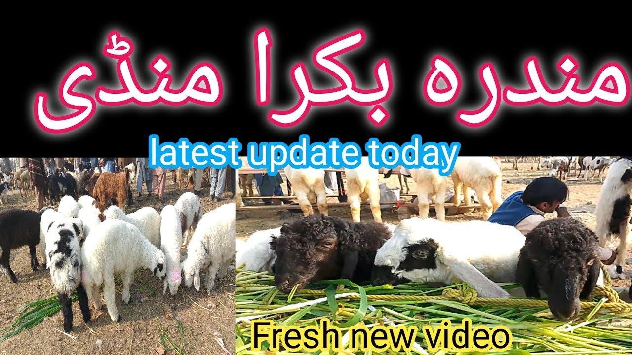 Mandra Mandi today 25.2.2026|Mandra Mandi|Mandra Bakra Mandi today |Mandra Bakra Mandi 