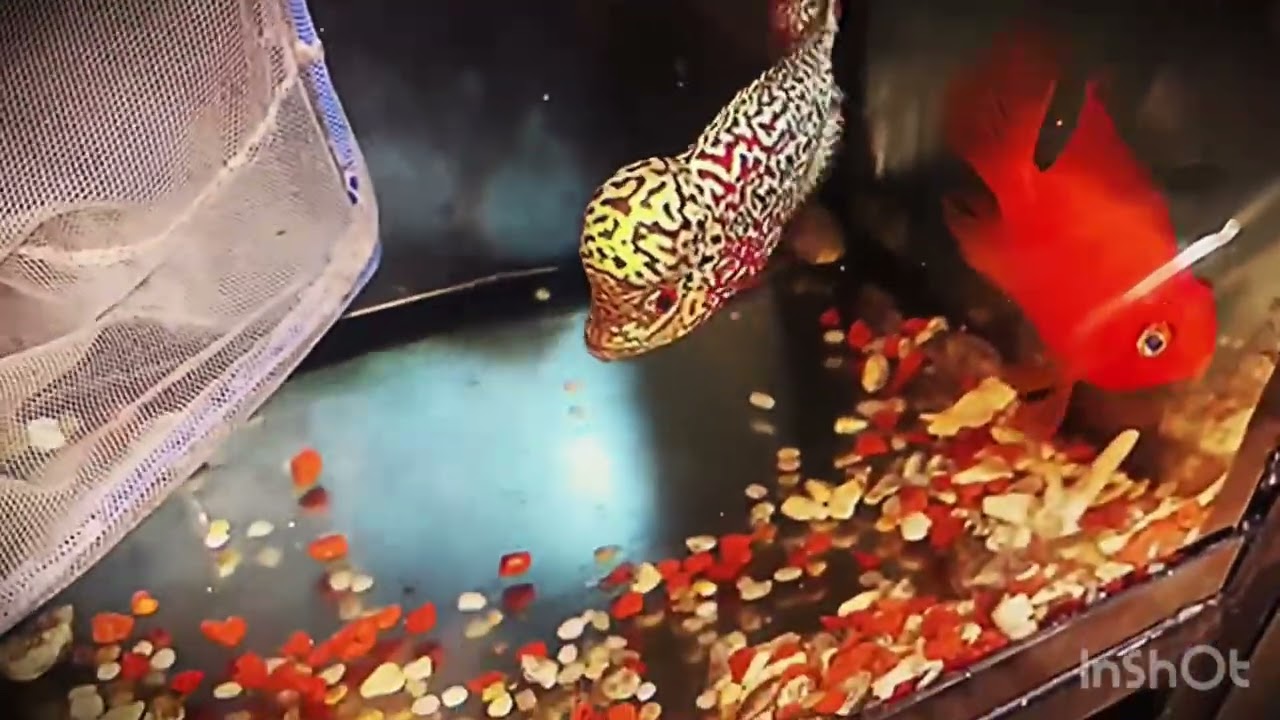 Điền Kamfa chào ae#aquarium #cacanh #fish #kamfa #kamfathailand #guppy #thinhhanh 