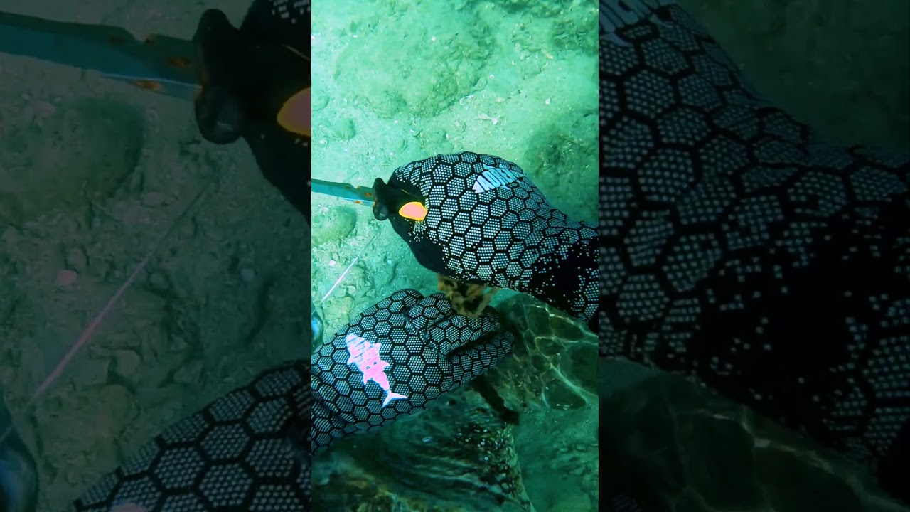 Helping A Sea Turtle Tangled In Fishing Line