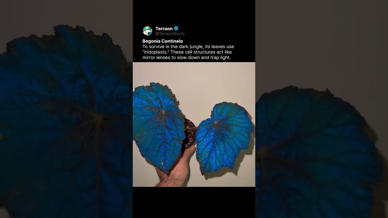 Real Life Avatar Plant?