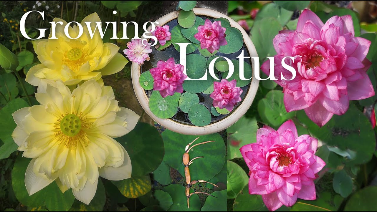LOTUS : How To Grow Lotus Plant at Home. Growing Lotus Flower. ছাদ বাগানে পদ্মফুল